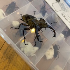 福島県産 6月採集のミヤマクワガタ5ペア(最大68.5mm)