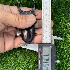 [国産オオクワガタNO:138]YG871系統  77ミリペアー   の画像