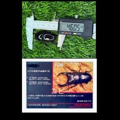 [国産オオクワガタNO:138]YG871系統  77ミリペアー   の画像