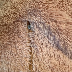 『商談中』巨大ぬいぐるみ　クマの画像