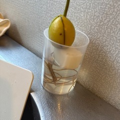 なんか芽がでたから生やしてたアボカド🥑の画像