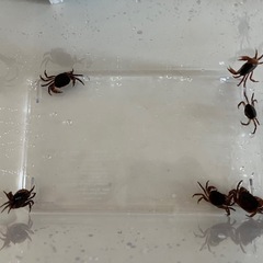 サワガニ