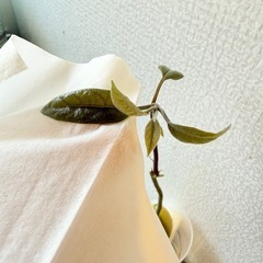 なんか芽がでたから生やしてたアボカド🥑の画像