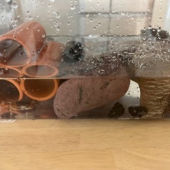 沢ガニの画像