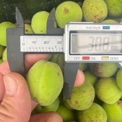 【終了】22日朝、農家収穫、 無農薬の梅をお安く！青梅、梅干し。梅ジュース。梅酒。カリカリ梅、梅干し用など1キロ300円の画像