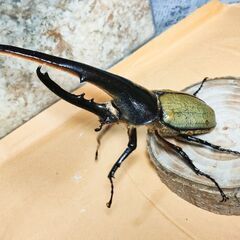 大型DHヘラクレスオオカブト初令幼虫4頭セットCBF1