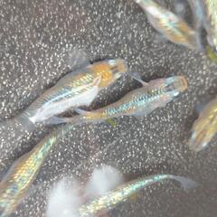 ラメ王メダカ
