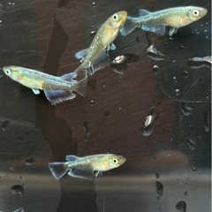 エメキンメダカ【成魚】の画像