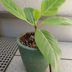 観葉植物 アルテシマフィカス 鉢付きの画像
