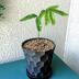 ランキングキーワードに紐づく投稿画像-多肉植物