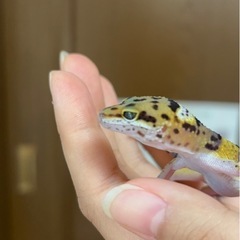 はちゅ仲間募集🦎