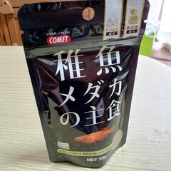 ★四日市産 黒メダカ稚魚30匹+餌付き 野生めだかの画像