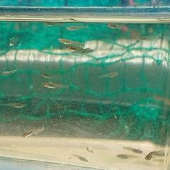 ★四日市産 黒メダカ稚魚30匹+餌付き 野生めだかの画像