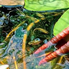 ★四日市産 黒メダカ稚魚30匹+餌付き 野生めだか