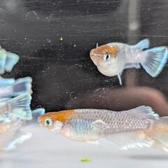 【レッドクリフ・ダークタイプ】メダカ 成魚・屋外飼育【大分市手渡し】めだかの画像