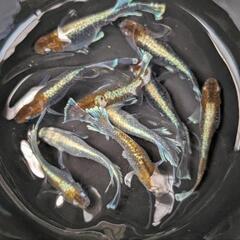 【レッドクリフ・ダークタイプ】メダカ 成魚・屋外飼育【大分市手渡し】めだかの画像