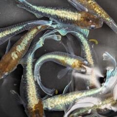 【レッドクリフ・ダークタイプ】メダカ 成魚・屋外飼育【大分市手渡し】めだかの画像