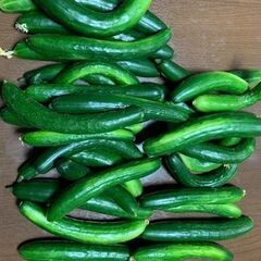 きゅうり🥒　10本　