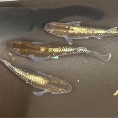 ブロンズ　有精卵15個