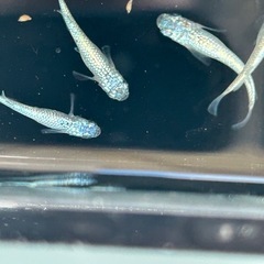 メダカ　ネプチューン　2ペア　Googleマップに載ってますの画像