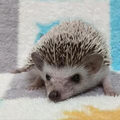 ハリネズミ🦔2025.3.11生