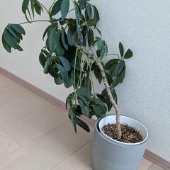 観葉植物 シェフレラ カポック