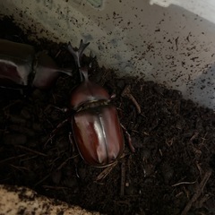 カブトムシ　1匹