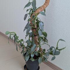 観葉植物 フィロデンドロンシルバーメタル 鉢付き