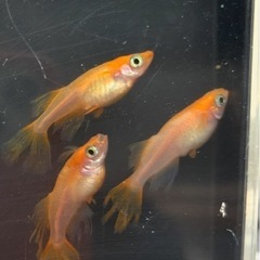 🉐限定メダカパーティードレス【稚魚〜幼魚】の画像