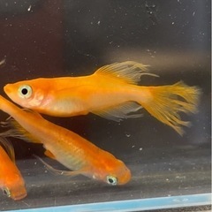 🉐限定メダカパーティードレス【稚魚〜幼魚】の画像