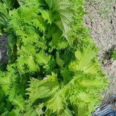 無農薬野菜 色々  数量限定