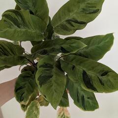 観葉植物 カラテア タイビューティー 鉢付き