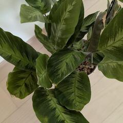観葉植物 カラテア ロウイサエミスト 希少 鉢ごと