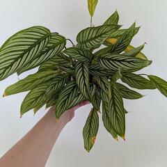 観葉植物 カラテアビッタタ 鉢ごと