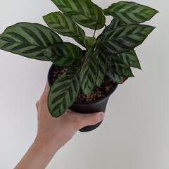 観葉植物 カラテアフレディ 鉢ごと