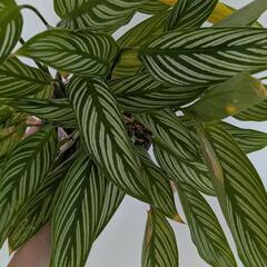 観葉植物 カラテアビッタタ 鉢ごとの画像