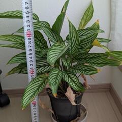 観葉植物 カラテアビッタタ 鉢ごとの画像