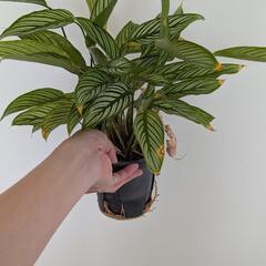 観葉植物 カラテアビッタタ 鉢ごとの画像