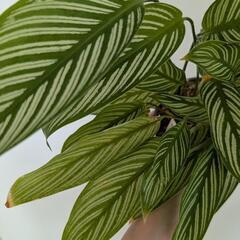 観葉植物 カラテアビッタタ 鉢ごとの画像