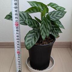 観葉植物 カラテアフレディ 鉢ごとの画像