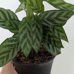 観葉植物 カラテアフレディ 鉢ごとの画像