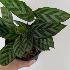 観葉植物 カラテアフレディ 鉢ごとの画像