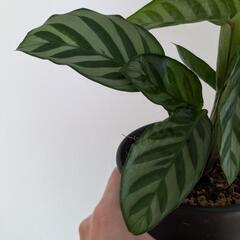 観葉植物 カラテアフレディ 鉢ごとの画像