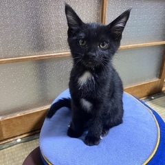 子猫  黒猫2匹  生後約2ヶ月