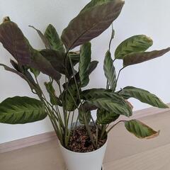 観葉植物 カラテア ロウイサエミスト 希少 鉢ごとの画像