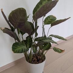 観葉植物 カラテア ロウイサエミスト 希少 鉢ごとの画像