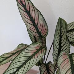 観葉植物 カラテア ホワイトスター 鉢ごとの画像