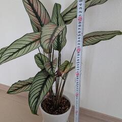 観葉植物 カラテア ホワイトスター 鉢ごとの画像