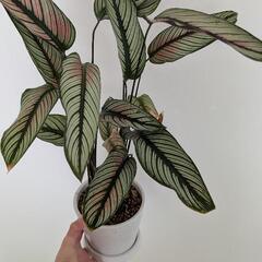 観葉植物 カラテア ホワイトスター 鉢ごとの画像