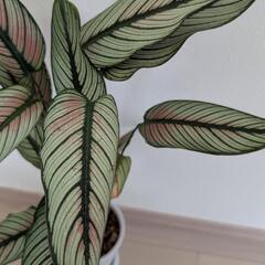 観葉植物 カラテア ホワイトスター 鉢ごとの画像